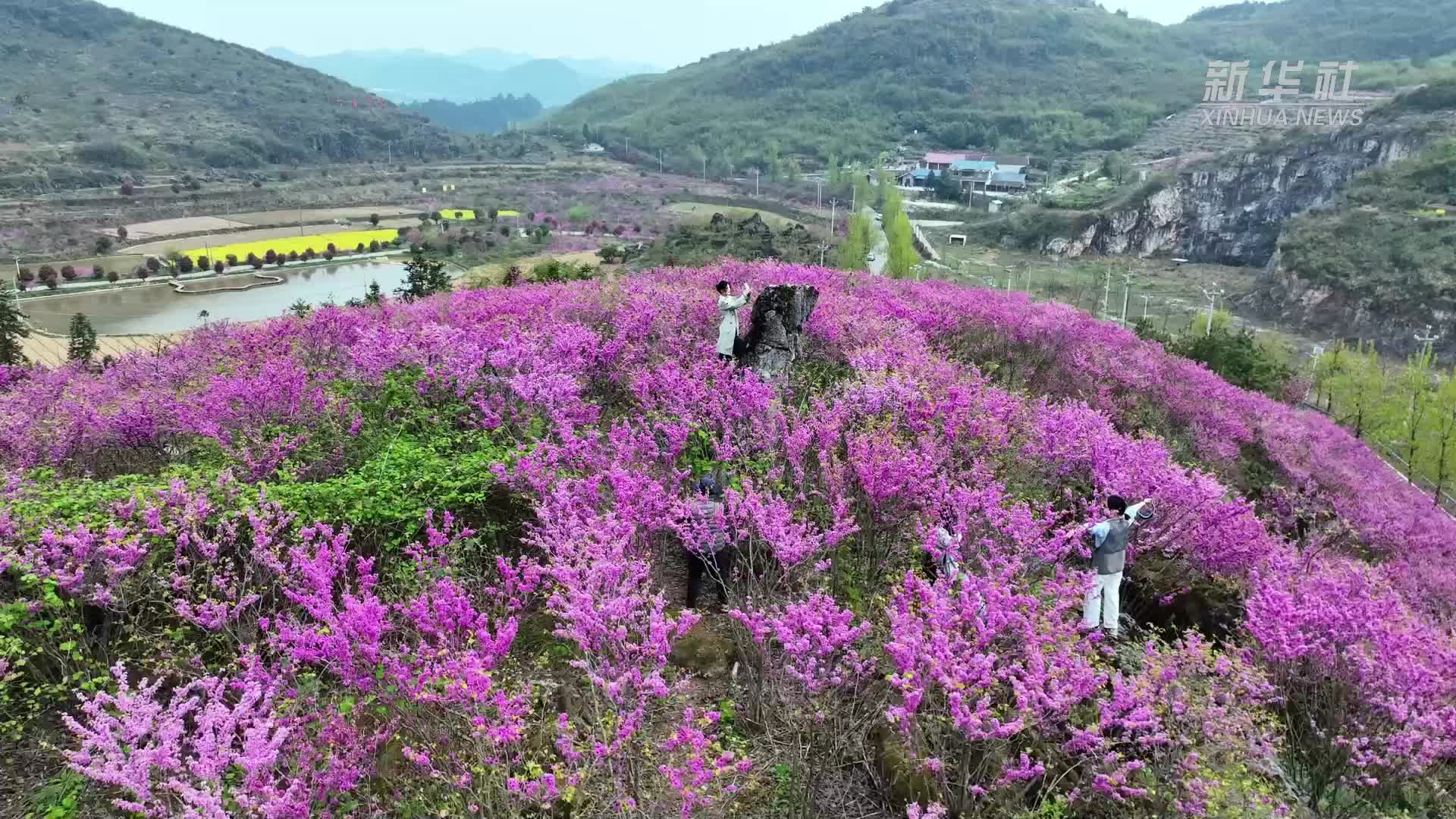 福地怀化·浪漫季｜大美怀化：紫荆花海醉游人