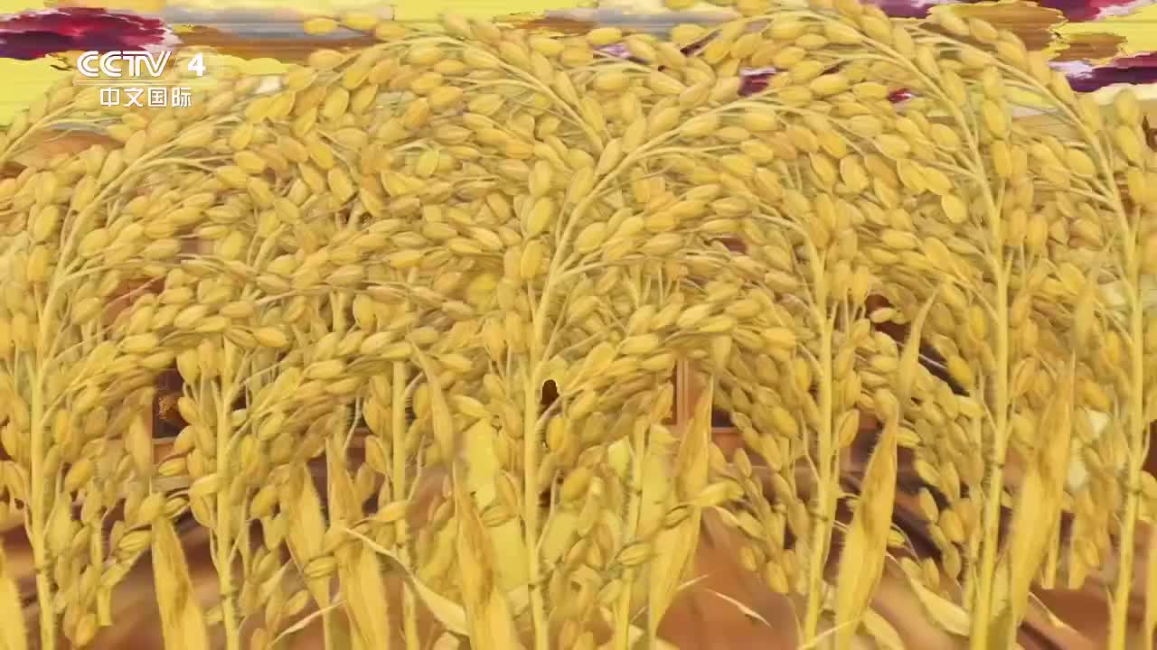 【CCTV-4】纪录片《一粒种子改变世界》第二集 浸彼稻田