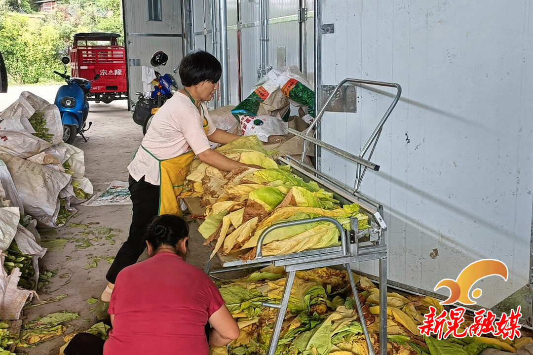 怀化新晃潘荣华：烤烟种出致富“黄金叶”