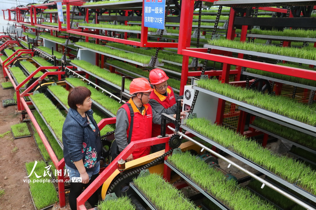湖南龙山：供电服务助力水稻全自动育秧