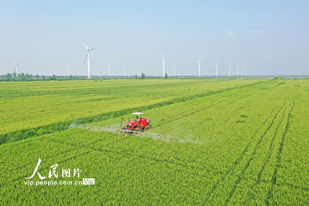 安徽宿松：小麦综合田管保丰收