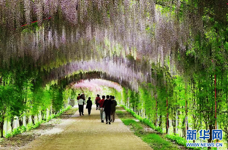 安徽池州：紫藤花开如瀑