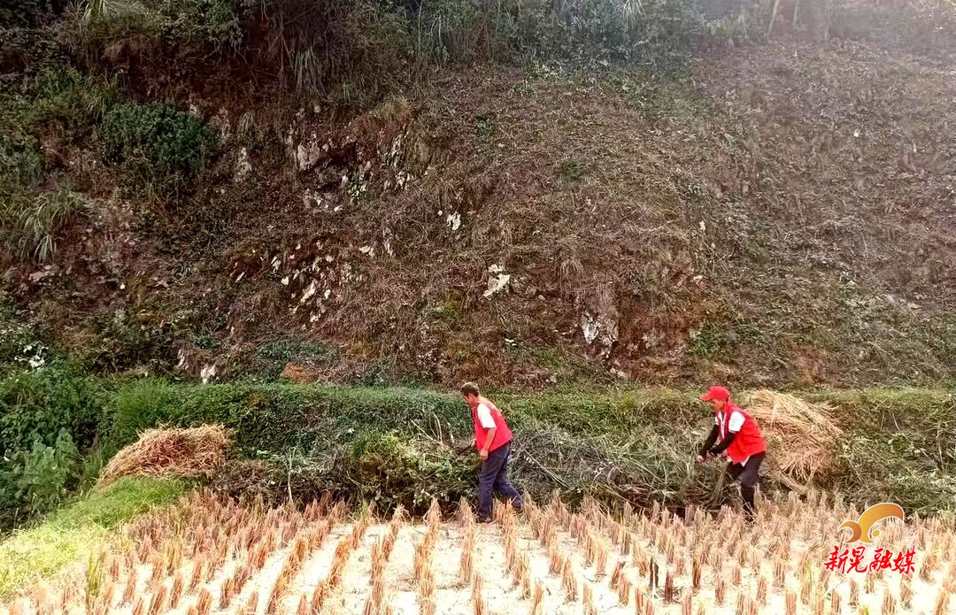 禾灘鎮(zhèn)組織開展林下堆積可燃物清理工作