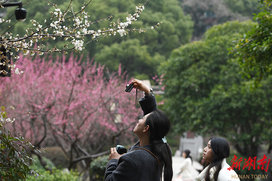 游园赏花 邂逅春光