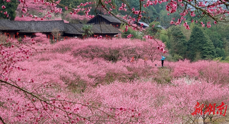 图集|春日赏花正当时