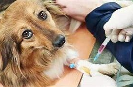 被猫狗抓、咬伤后，为什么要进行规范的狂犬病暴露后预防处置？