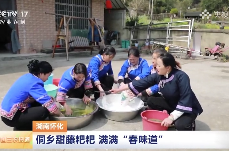 央視頻｜湖南懷化：侗鄉(xiāng)甜藤粑粑 滿滿“春味道”