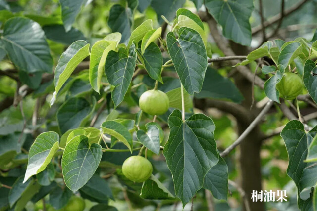 春食野菜正當(dāng)時(shí)，路邊的野菜別亂摘，更別亂吃！小心中毒