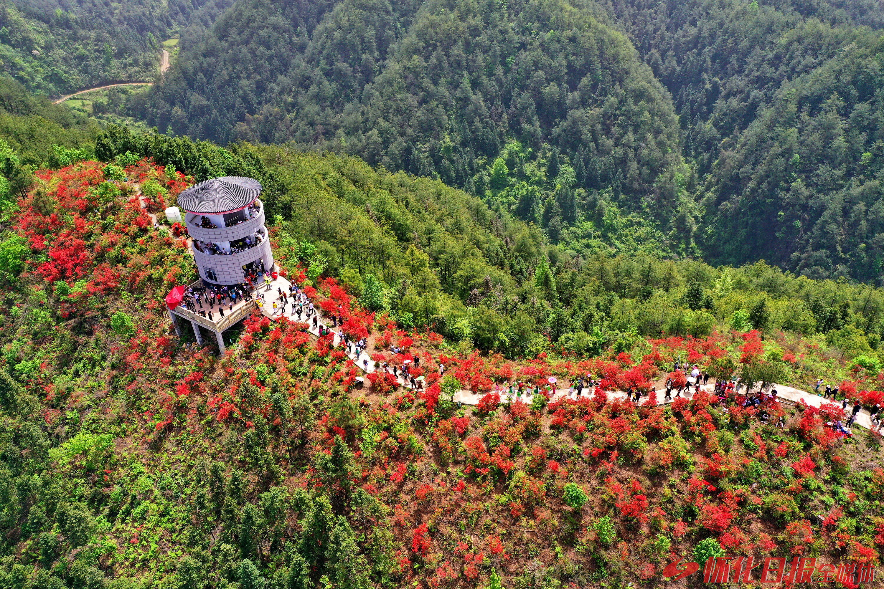 福地怀化·浪漫季｜大美怀化：杜鹃花开迎客