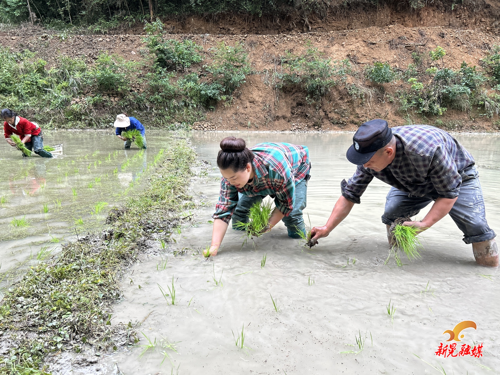 中寨镇地堡村：稻田插秧收尾忙 粮食安全保障强