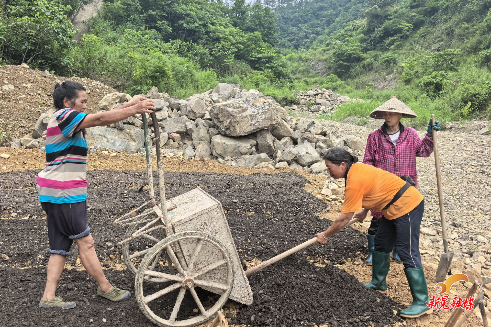 扶罗镇扶罗村：黄精种植激活乡村振兴新引擎