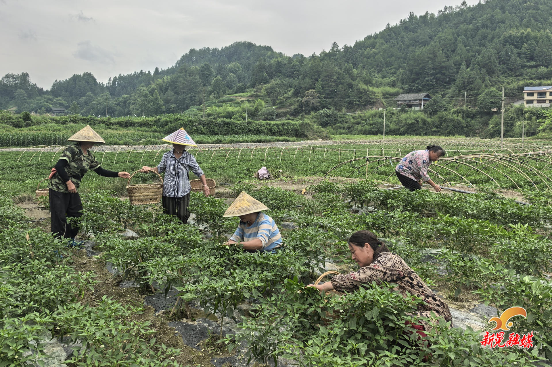 扶罗镇坪地村：小辣椒撑起致富大产业