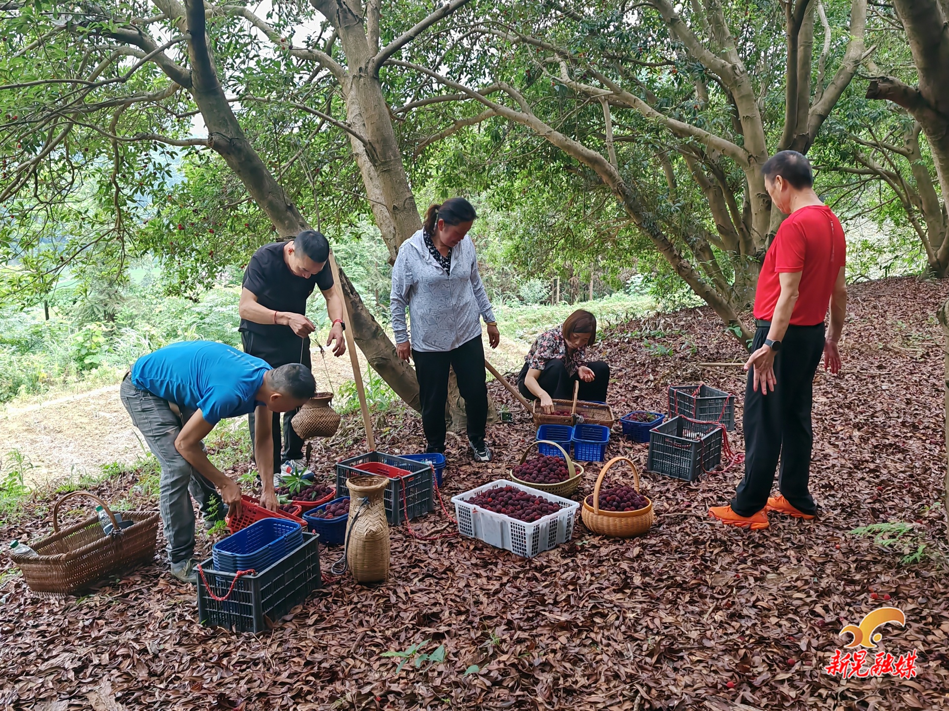 晃州镇柏树林村：杨梅缀满枝 采梅正当时