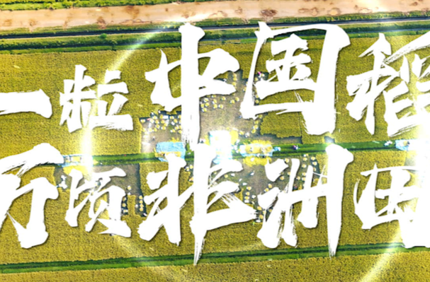 纪录片丨一粒中国稻，万顷非洲田