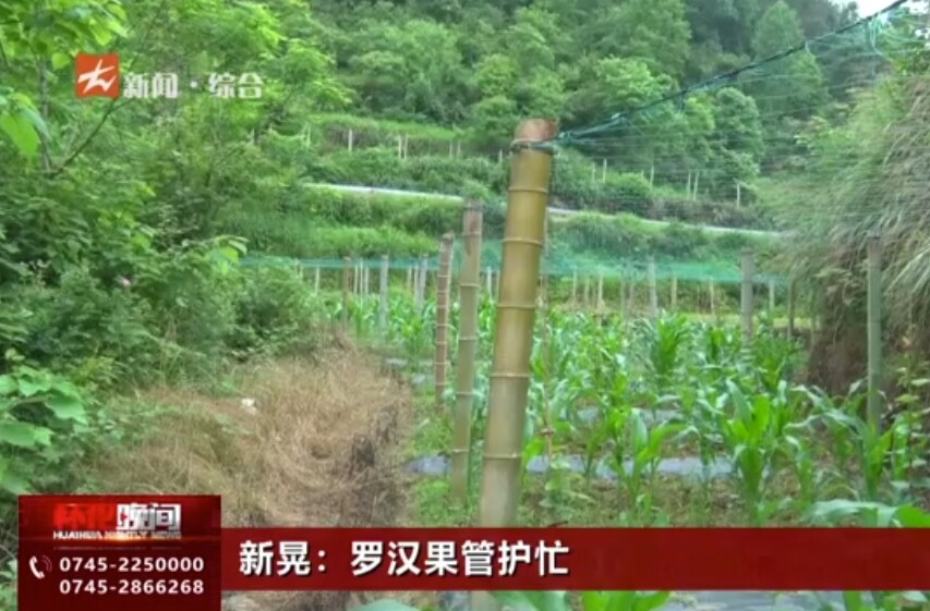 新晃：羅漢果管護(hù)忙