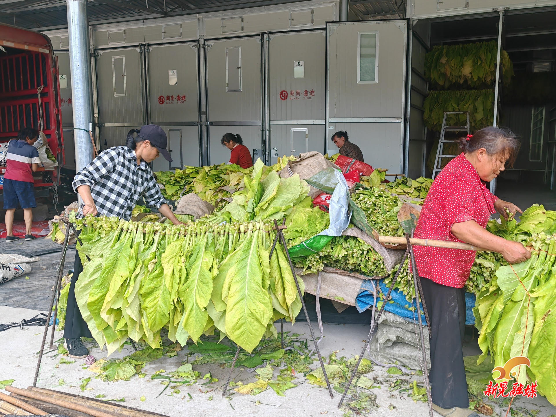 步頭降苗族鄉(xiāng)：烤煙喜豐收 煙葉烘烤忙