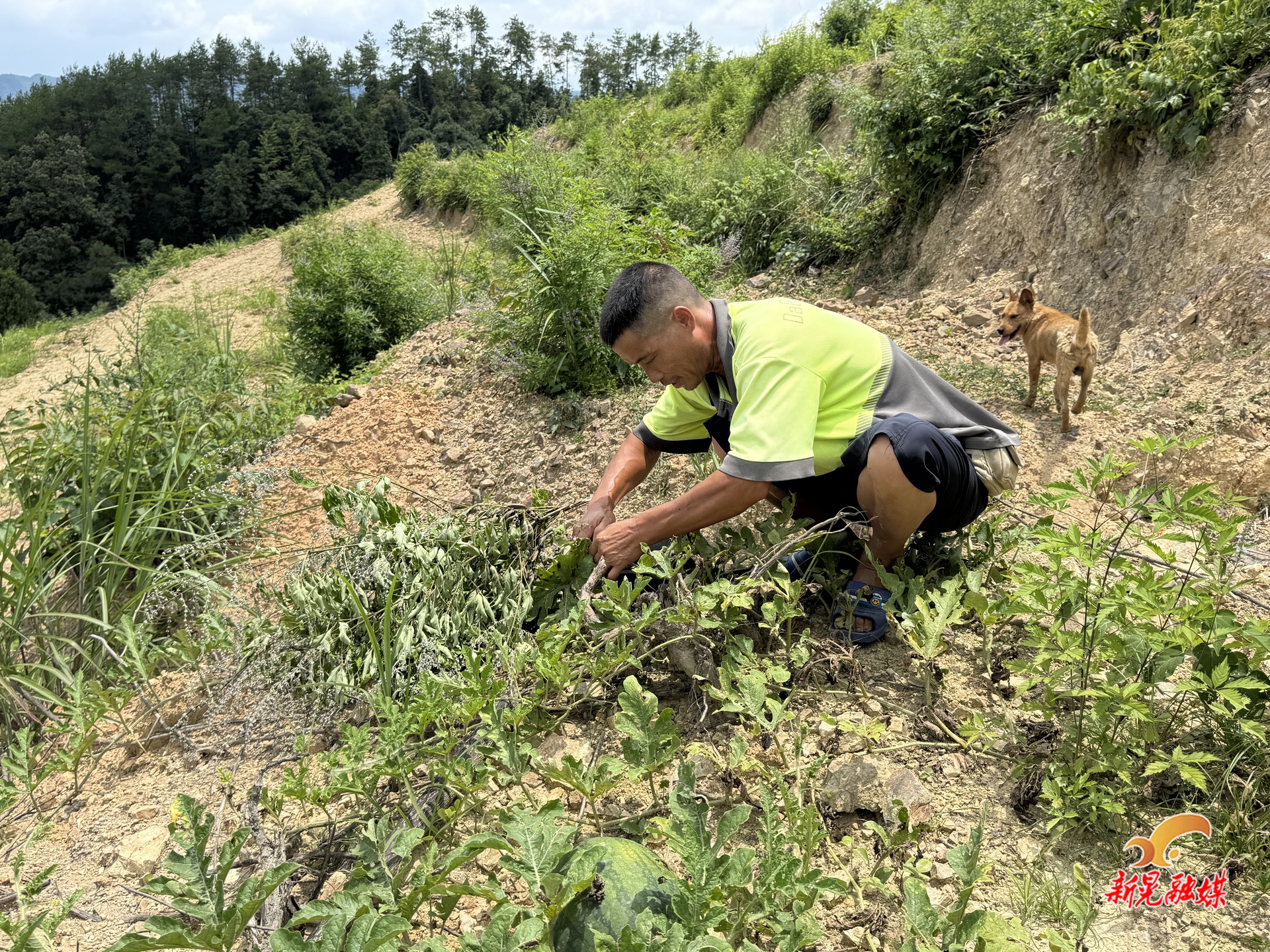 庭院生金 沙地變“寶地”——田先堂巧種“致富三寶”
