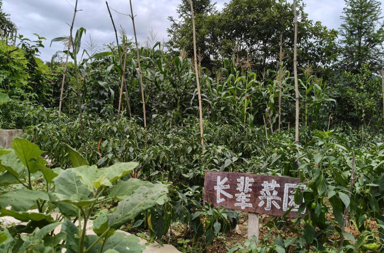 懷化新晃：庭院經(jīng)濟“種”出養(yǎng)老新天地