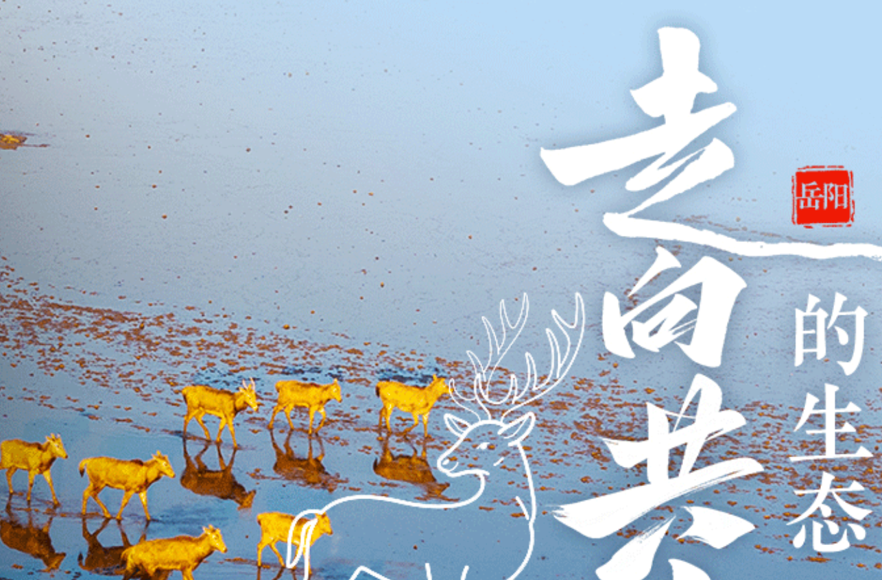 【SVG海报】水YOUNG湖湘，解锁绿水青山新样范