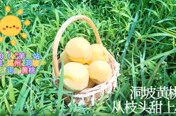 视频丨时逢八月，新晃洞坡黄桃从枝头甜上心头