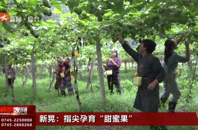 新晃：指尖孕育“甜蜜果”