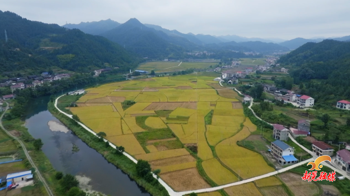 新晃稻田“变形记”：机械化叩开山区粮仓“致富门”