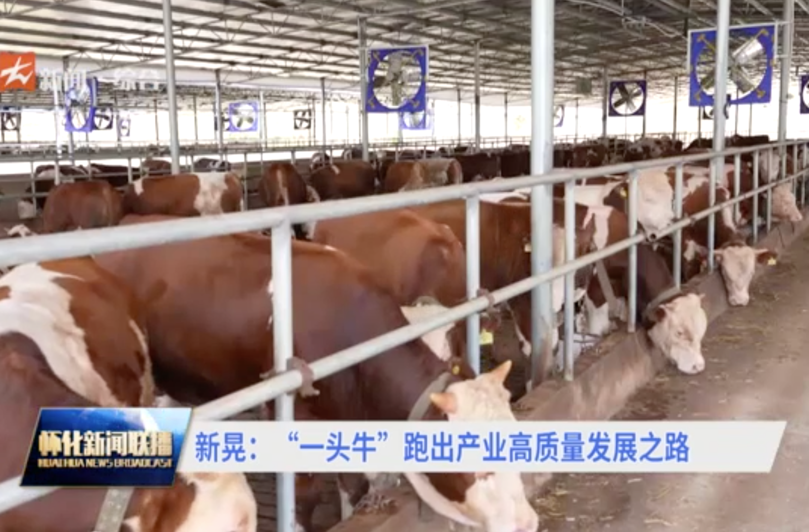 新晃：“一头牛”跑出产业高质量发展之路