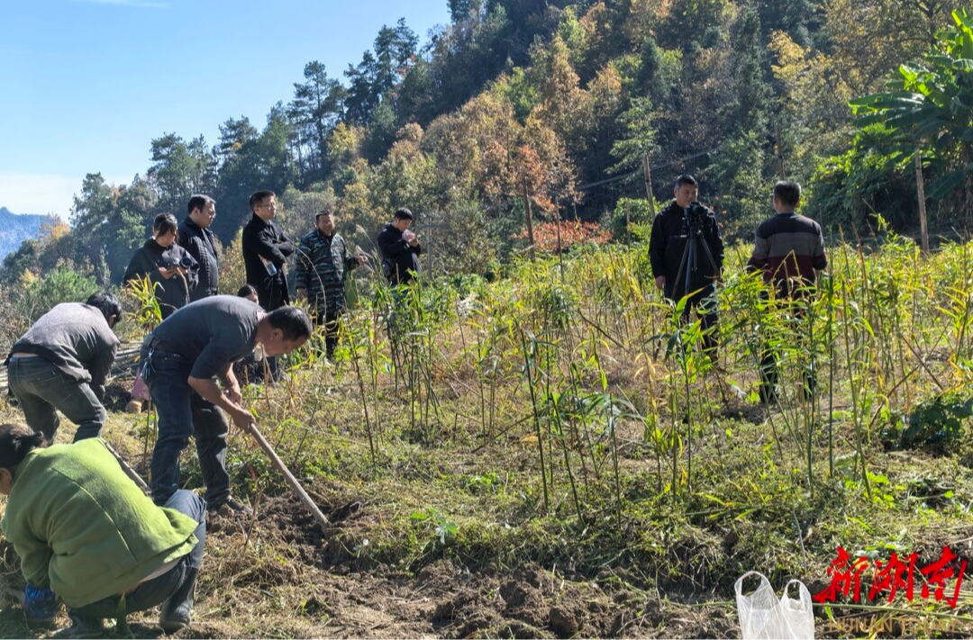 亩产超 1.2 万斤！新晃细叶黄精丰收，食药同源产业铺就乡村振兴路