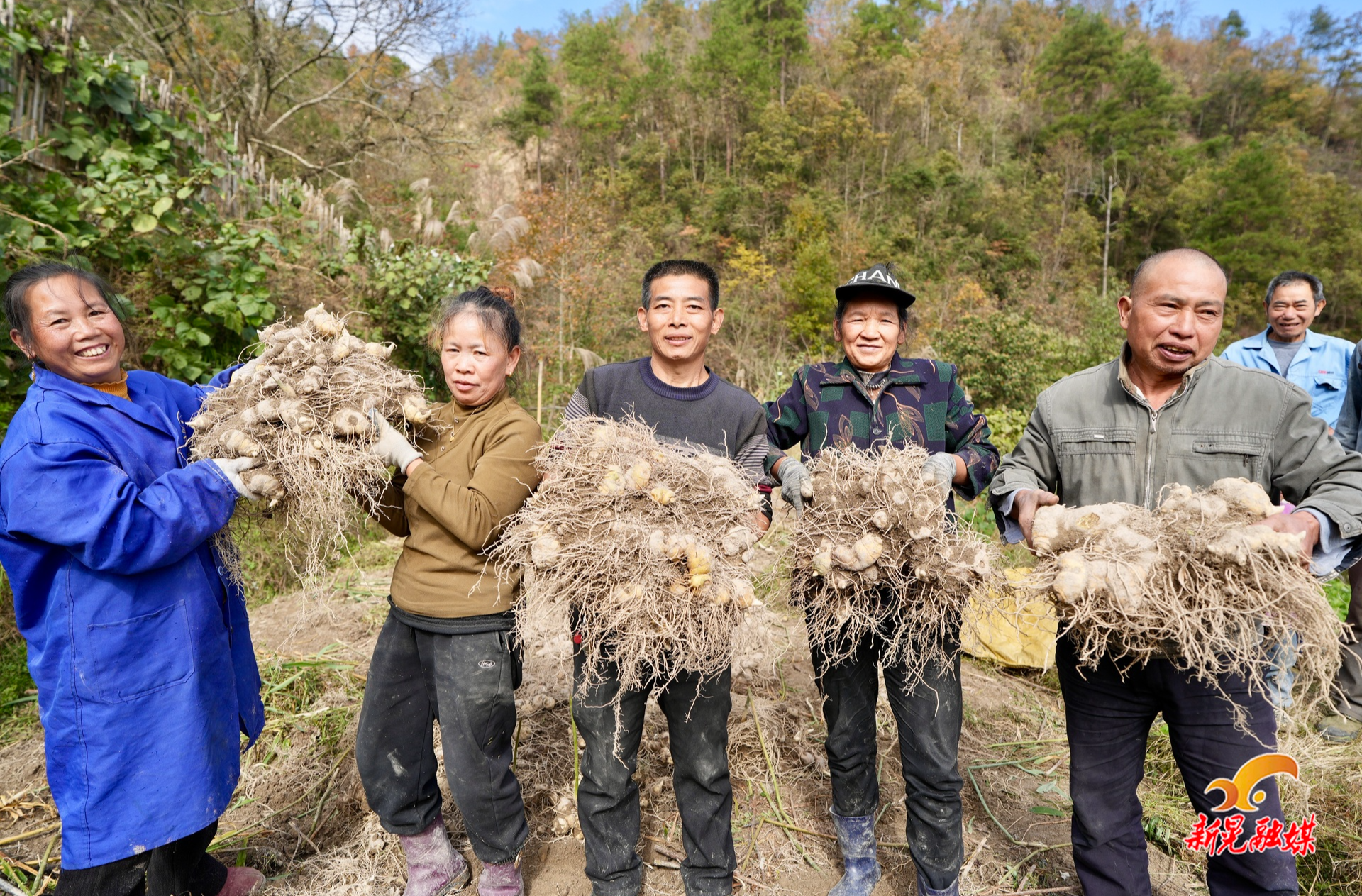 扶罗镇圭界村：“土黄金”喜获丰收 特色产业铺就乡村振兴“黄金路”