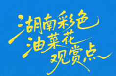 春光正好赏花时！湖南彩色油菜花地图出炉