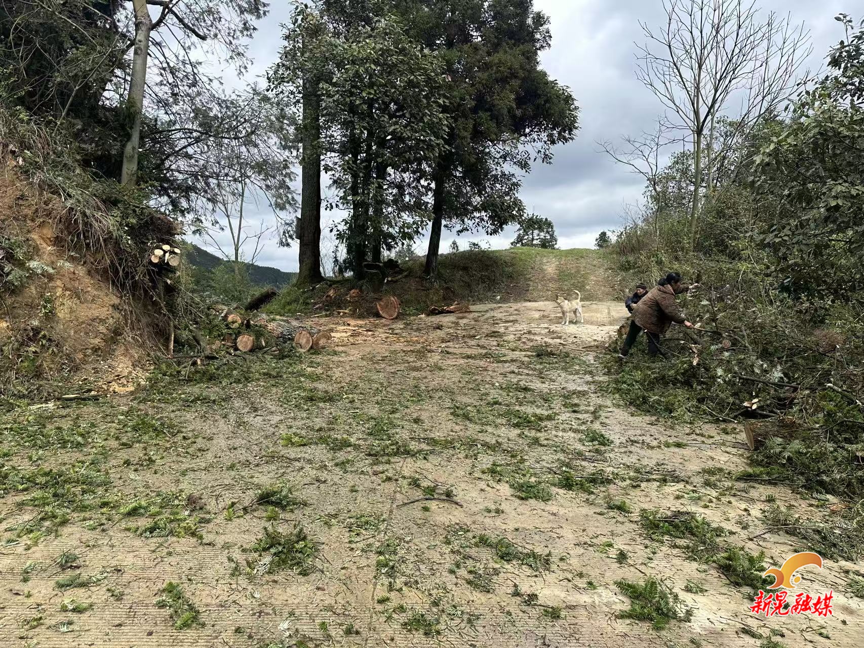 中寨镇地堡村：暴雨致大树拦路 干群合力清障保通行