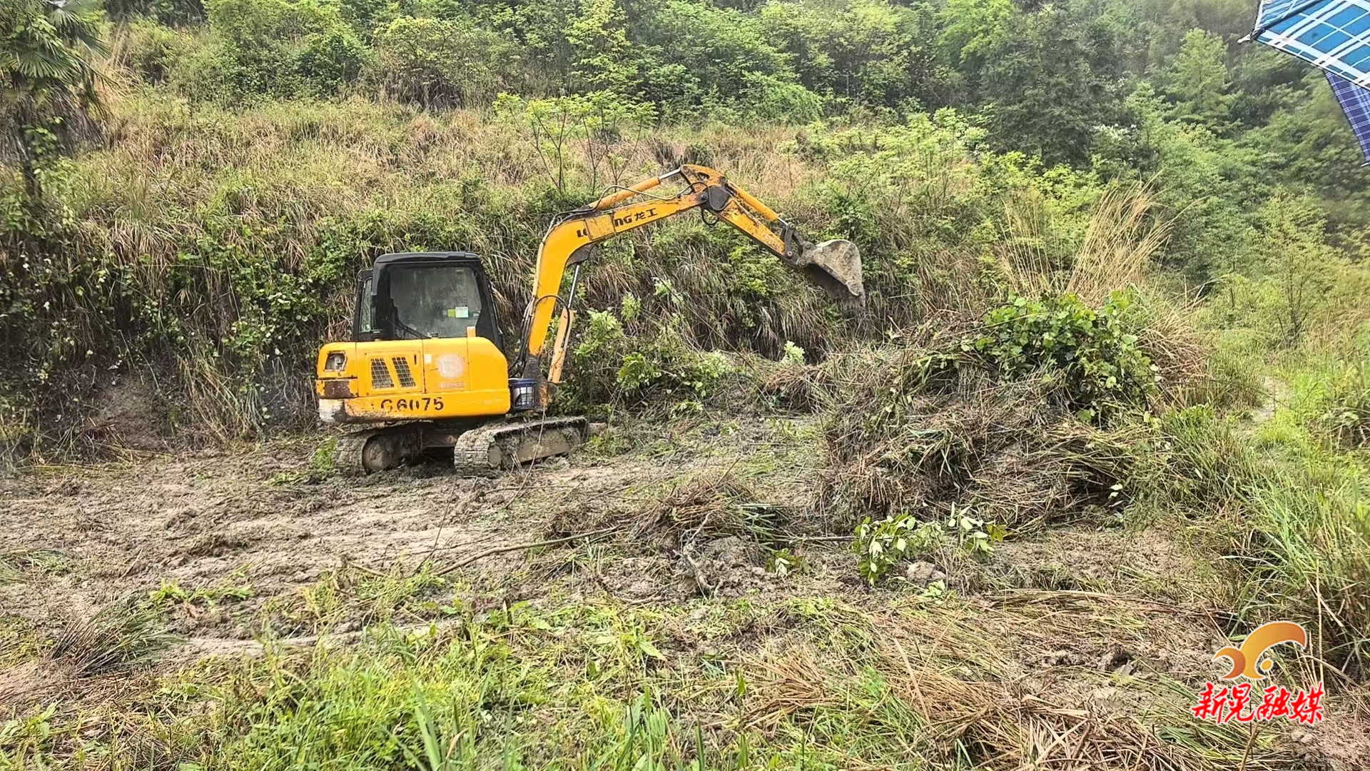 鱼市镇：抢抓农时耕沃野 提质兴农促丰收