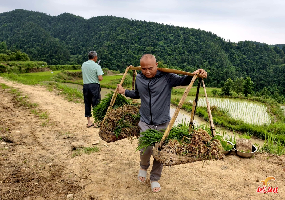 鱼市镇：山歌响起处 插秧正当时