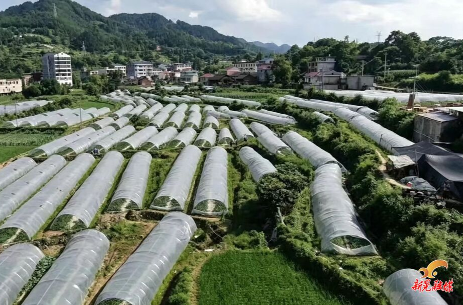挺进“两个主战场”——鱼市镇五年高质量发展纪实