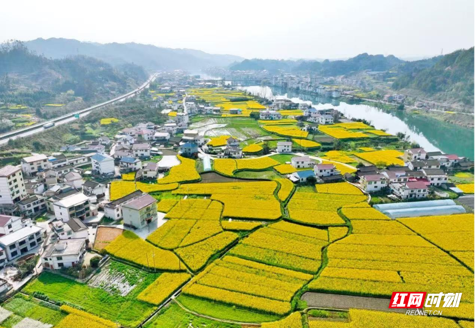 深耕撂荒沃土，绘就振兴良田——记新晃胜利村“会种田的村书记”邓开靖