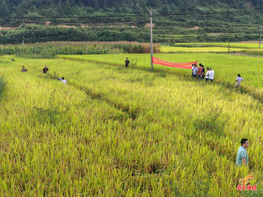 禾滩镇岑贡村：稻香鱼跃丰收景 干部助农暖民心