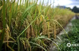 湖南启动中晚稻最低收购价收购 首批14个库点覆盖4市