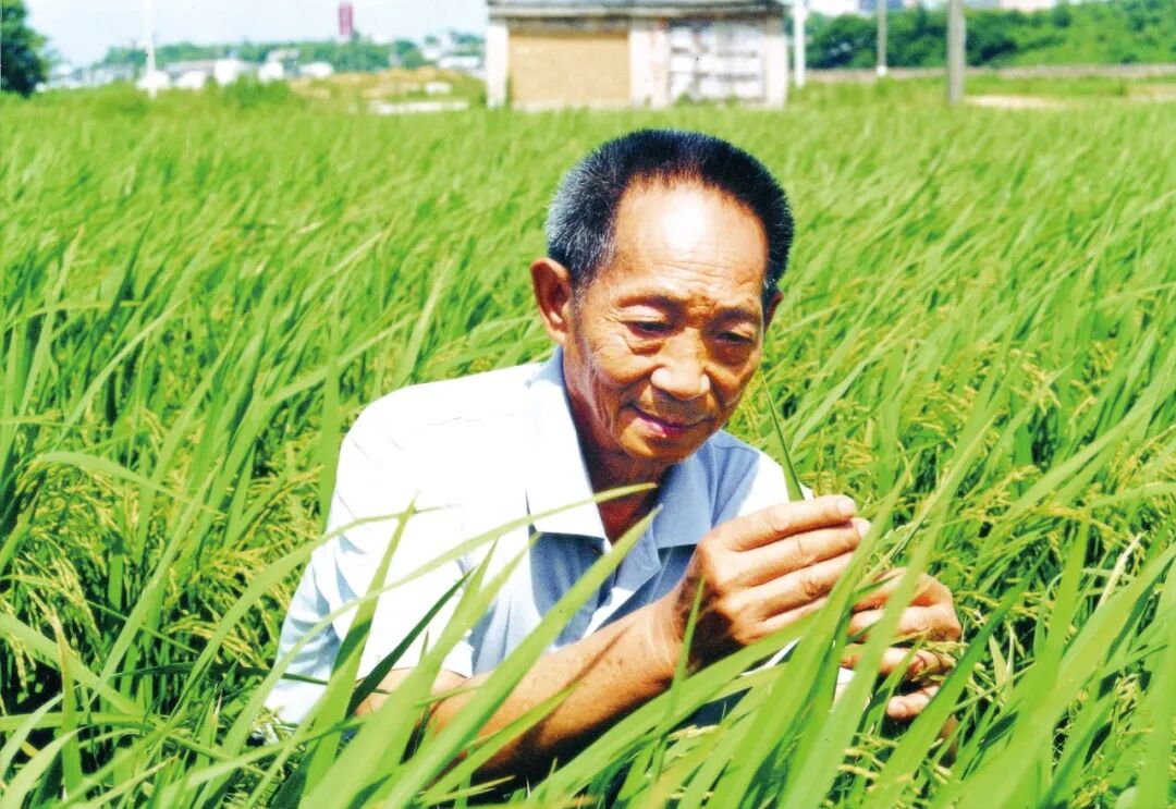 今年稻子又长高了，袁爷爷，您看到了吗