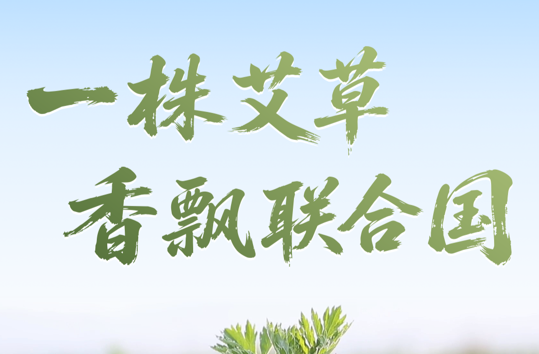 【有理有句】一株艾草，香飘联合国