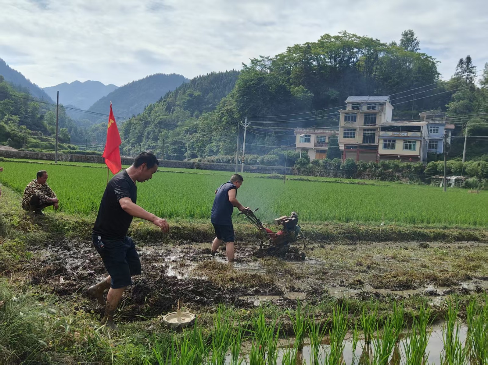 贡溪镇：芒种粮食生产忙 田间一线党旗红