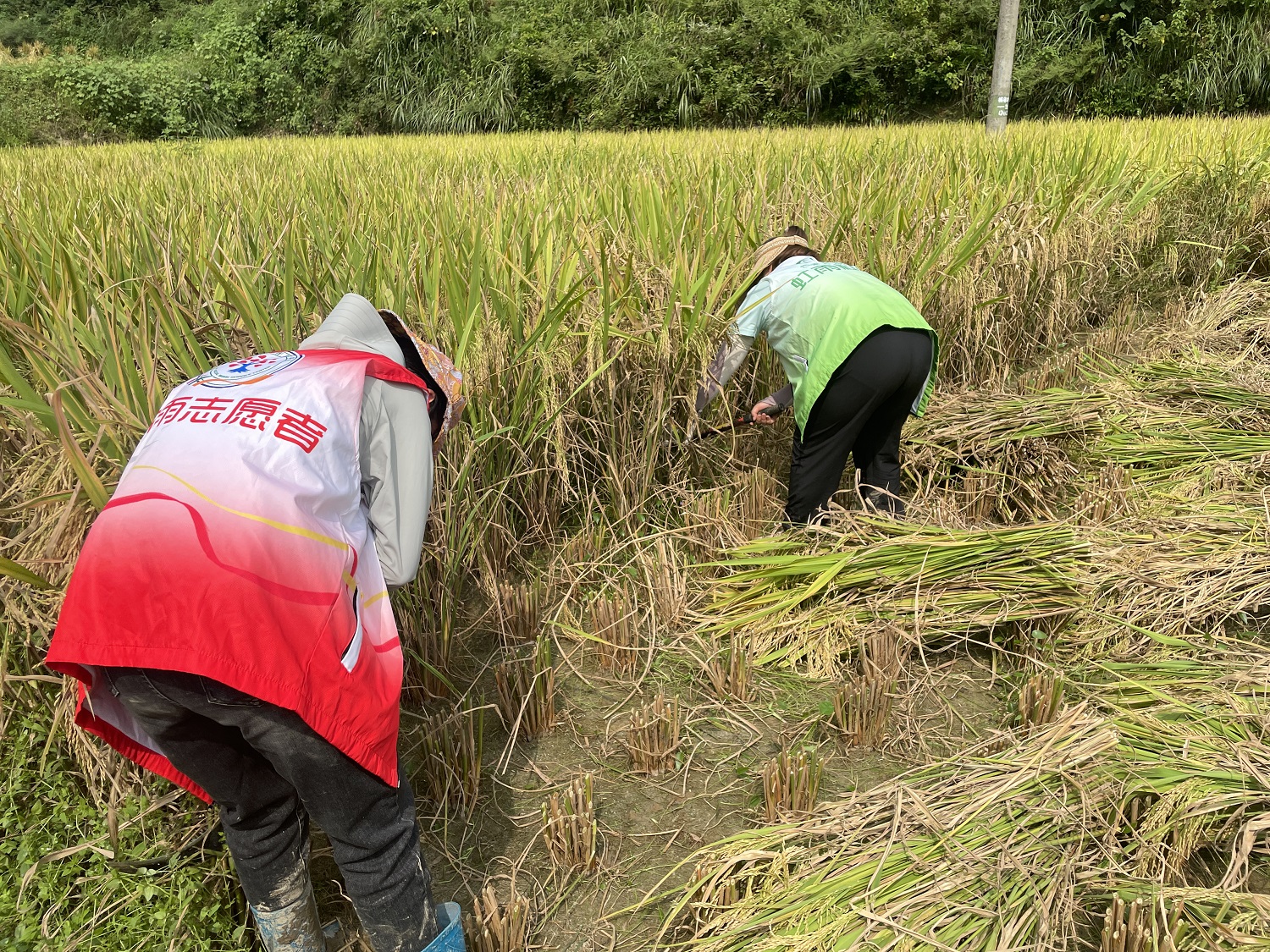 魚市鎮(zhèn)民政社工站開展“助農(nóng)收稻暖人心 志愿服務(wù)解民憂”活動(dòng)