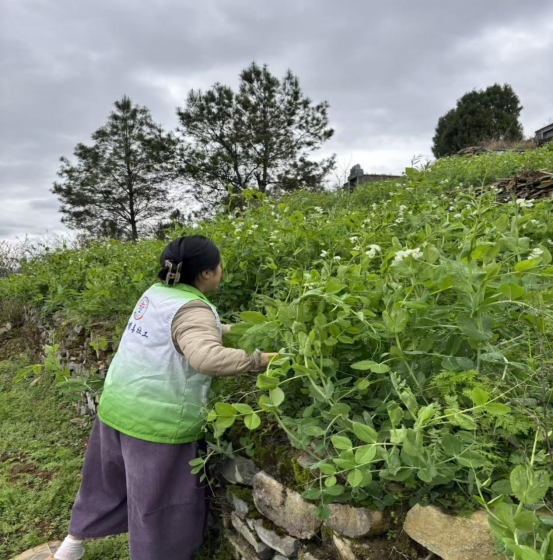 踏查不留死角 回头筑牢防线